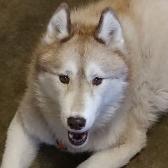 Meet your Posher, Linda - Picture 5 of 6